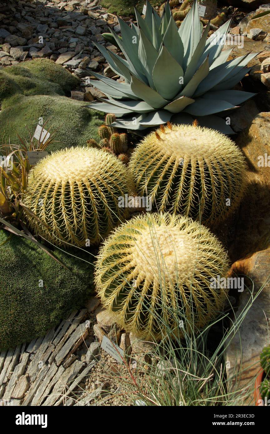 Echinocactus grusonii, Goldfass-Kaktus Stockfoto