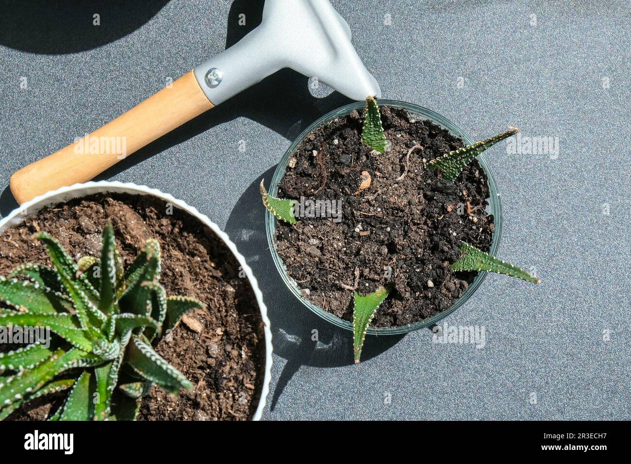 Nahaufnahme eines weiblichen Handtransplantats. Hausgarten-Konzept. Gartengeräte. Gärtnerarbeitsplatz. Erde in einem bucke Stockfoto