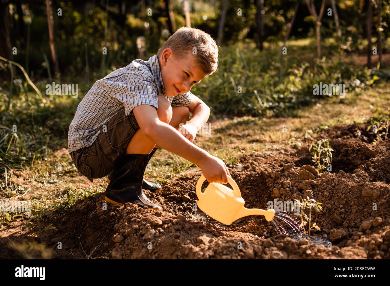 Schuljunge wässert Tomatenpflanzen im Garten Stockfoto