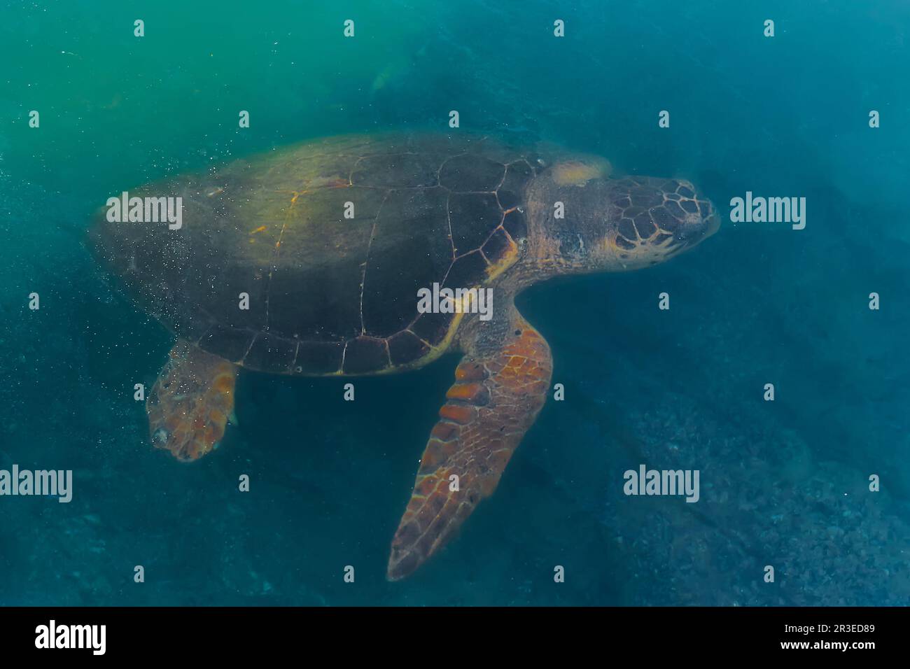 Meeresschildkröten, die Algen auf dem Meeresboden in der Nähe der Küste fressen, Tiere des mittelmeers. Schildkröte – Caretta caretta selektiver Fokus Stockfoto