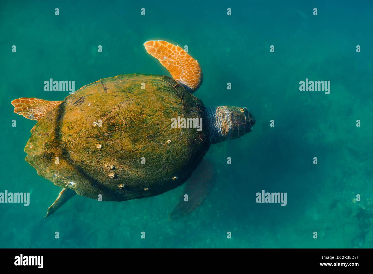 Meeresschildkröte mit einer Muschel, die mit Algen überwuchert ist, Tiere des mittelmeers. Schildkröte – Caretta caretta, selektiver Fokus, Draufsicht Stockfoto