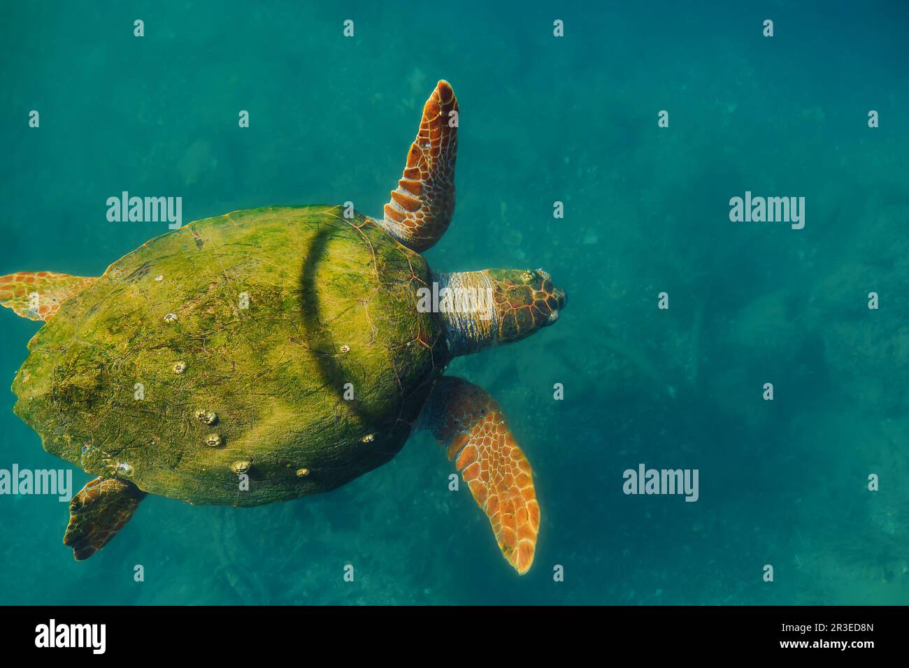 Ausgewachsene grüne Meeresschildkröte mit Muscheln, die mit Algen überwuchert sind, Tiere des mittelmeers. Schildkröte – Caretta caretta, selektiver Fokus, Draufsicht Stockfoto