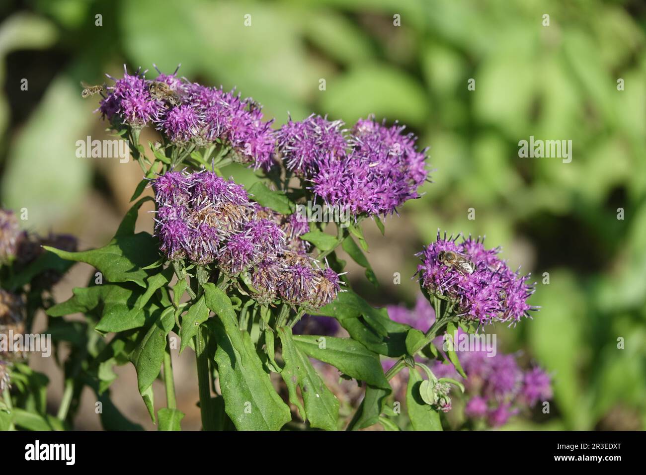 Saussurea Pulchella, Eidechsenschwanz Stockfoto