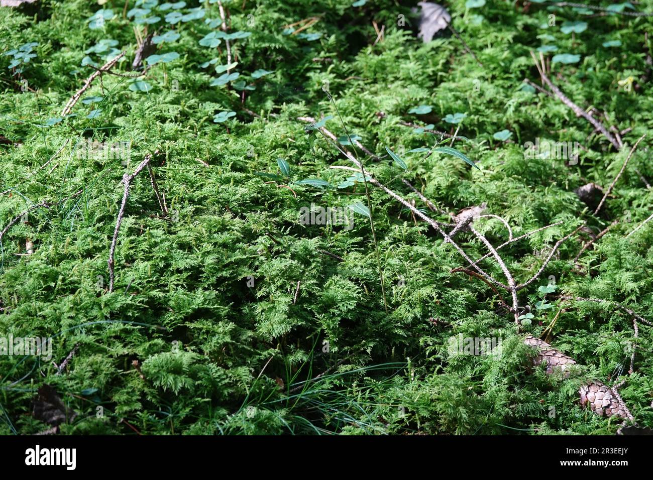 Wald mit Moos Stockfoto