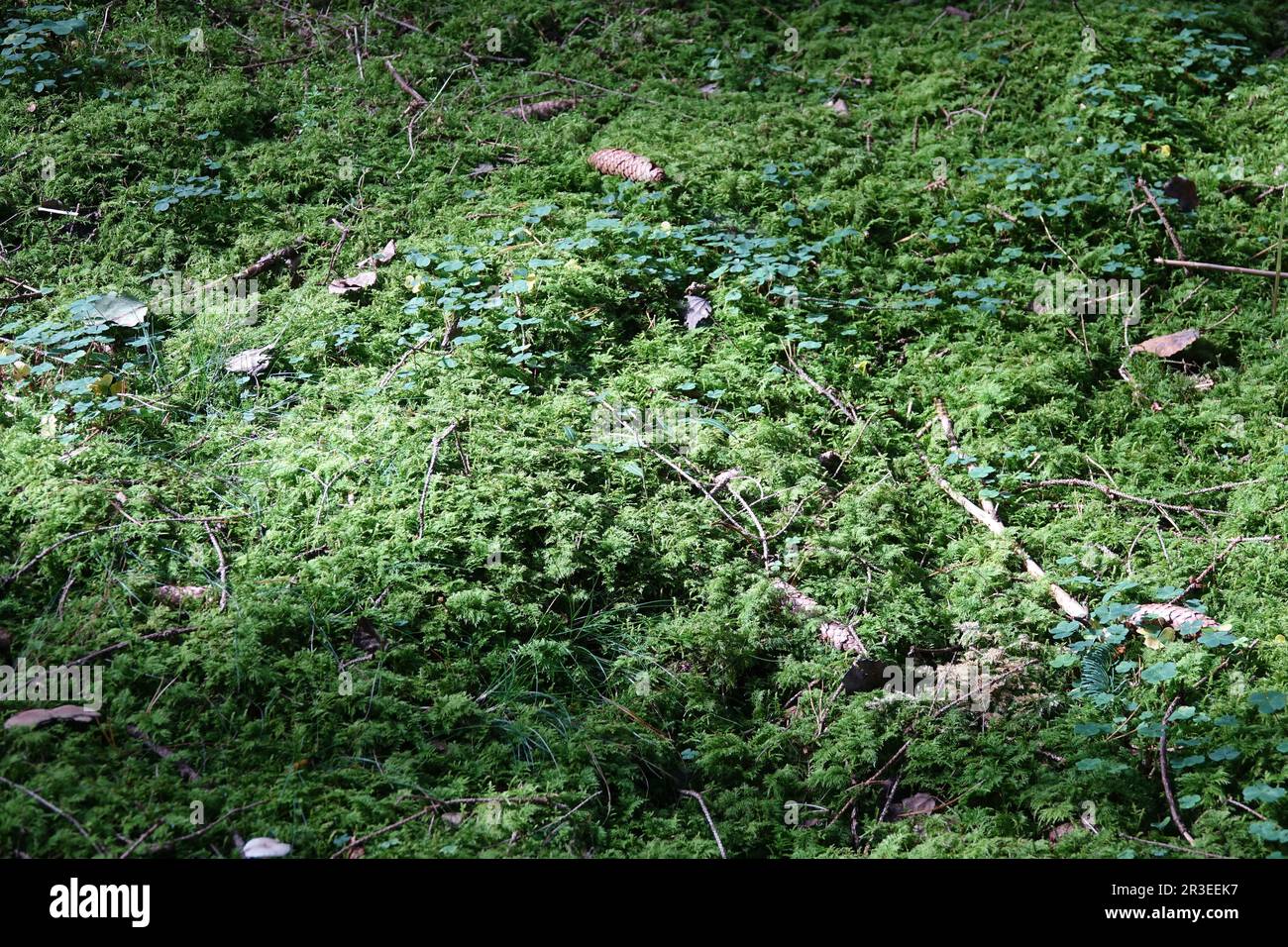 Wald mit Moos Stockfoto