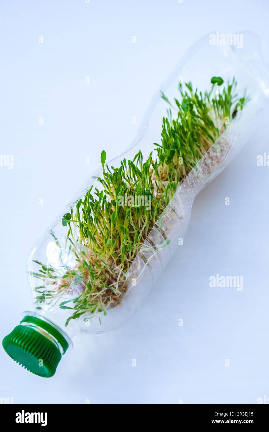 Junge grüne Pflanzen in Plastikflasche. Ökologie und Umweltgespräch. Earth Day Konzept. Globale Umweltverschmutzung des Planeten. Stockfoto