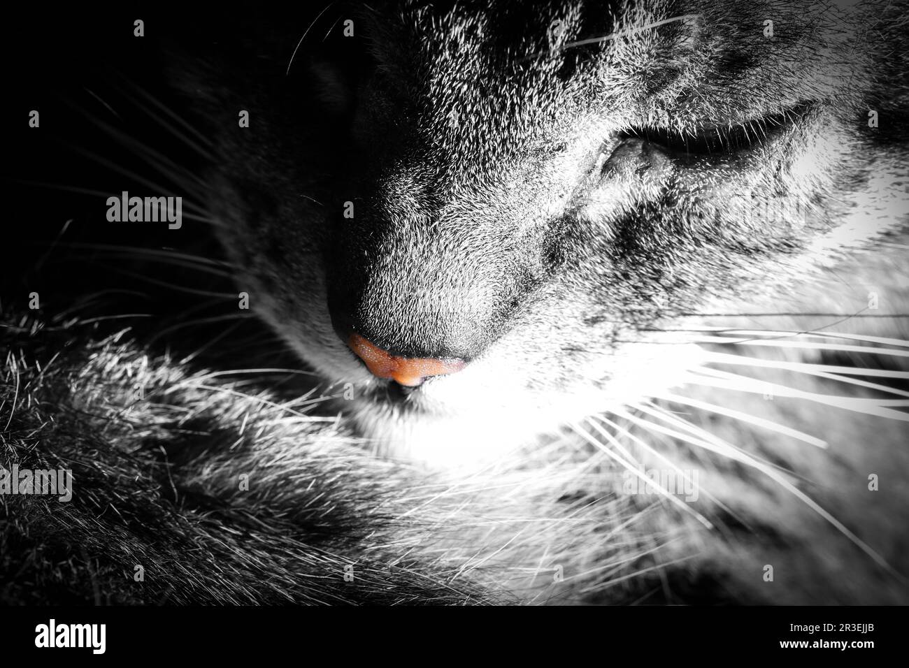 Nahaufnahme von Tabby Cat Stockfoto