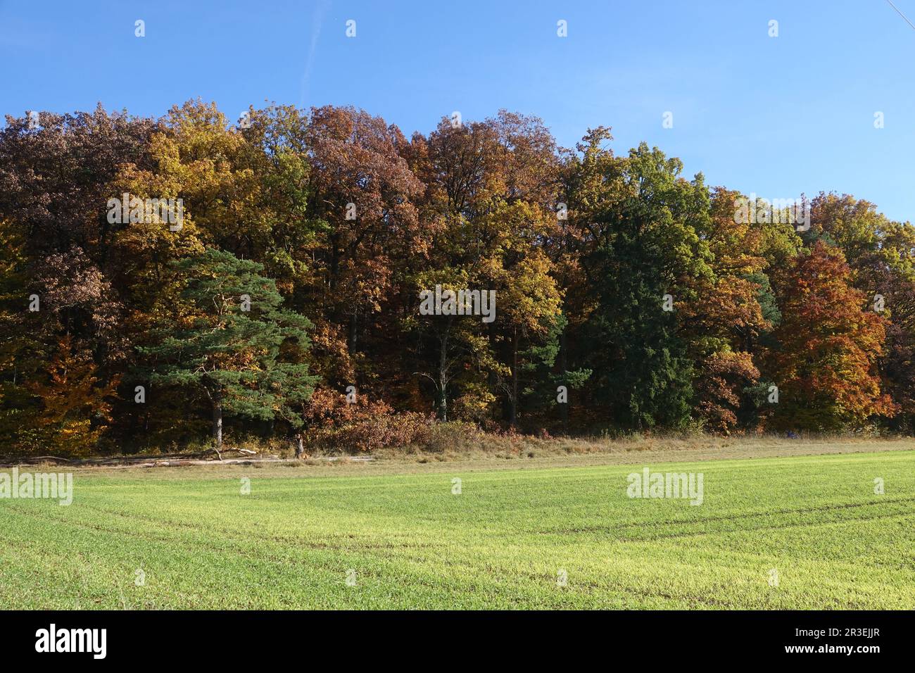 Quercus robur, Deutsche Eiche, Mischwald, Herbst Stockfoto