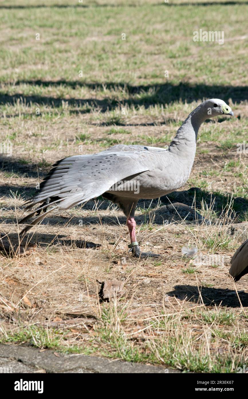Die Kapbarren-Gans ist eine sehr große, hellgraue Gans mit einem relativ kleinen Kopf. Es hat Reihen großer dunkler Flecken in Linien über den Schultern und Stockfoto