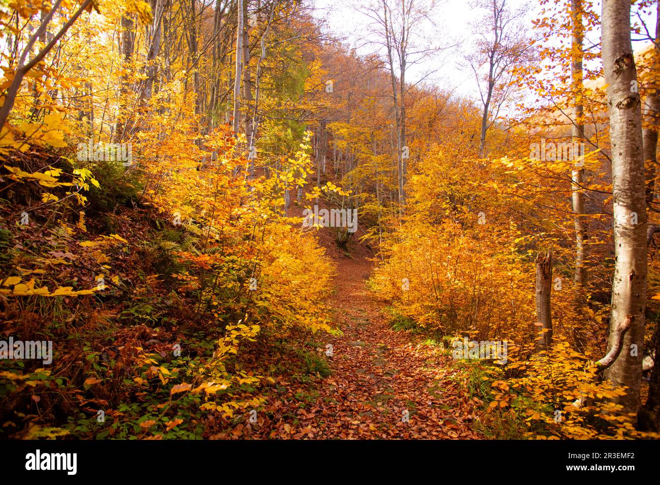 Die helle Sonne geht über dem Hügel im Herbstwald auf Stockfoto