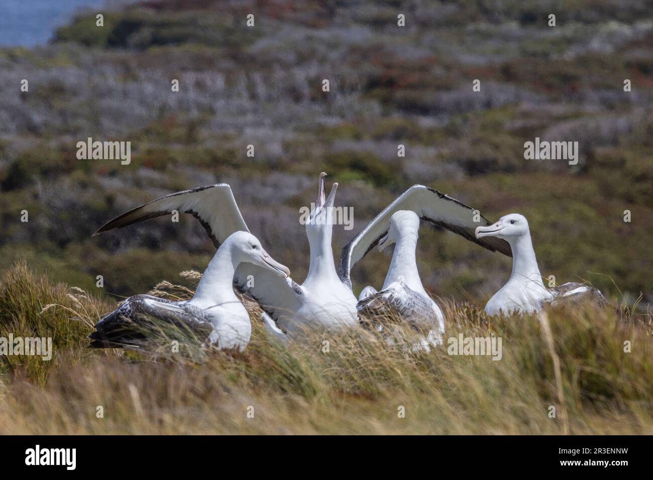 Das Brautwerbeverhalten der Königlichen Albatrossen, Enderby Island, Neuseeland Stockfoto