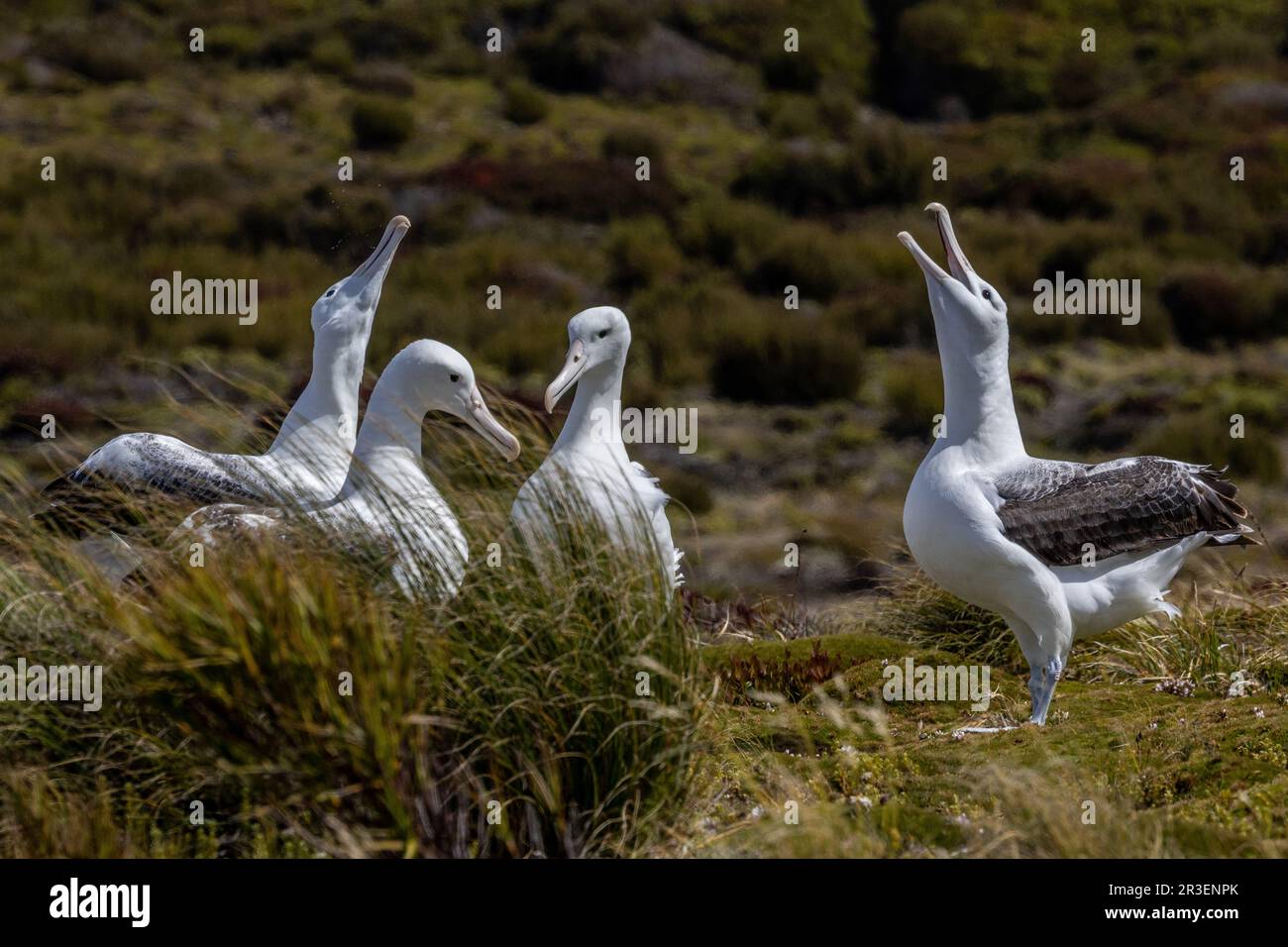 Das Brautwerbeverhalten der Königlichen Albatrossen, Enderby Island, Neuseeland Stockfoto
