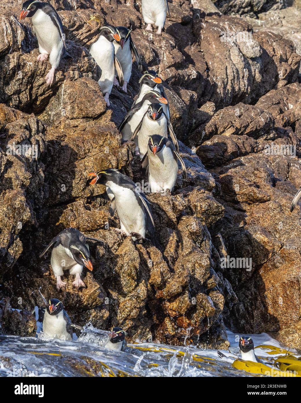 Snares Penguins, Snares Islands, Neuseeland Stockfoto