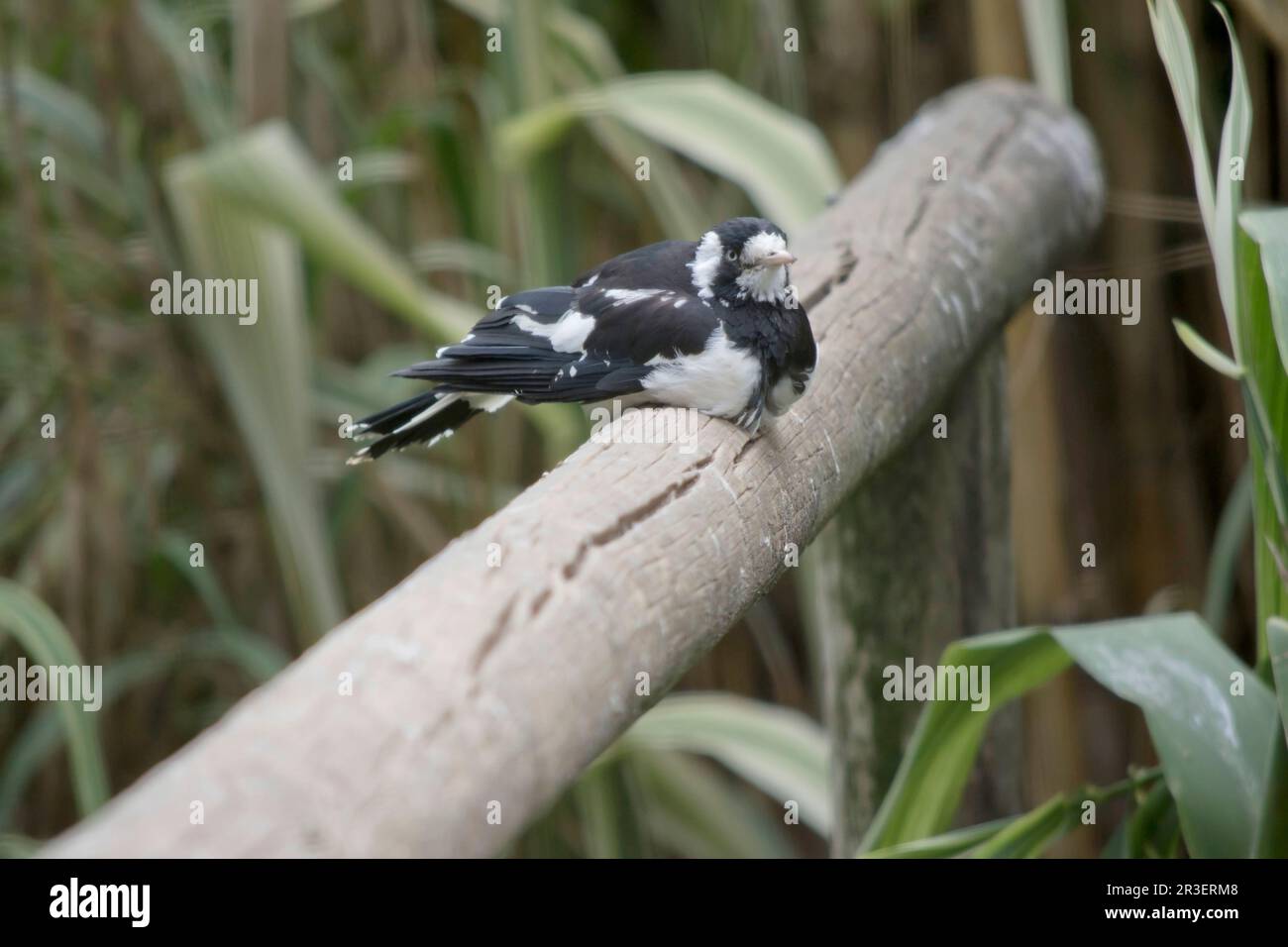 Die Magpie-Lark ist in Schwarz und Weiß deutlich gekennzeichnet. Der dünne weißliche Schirm und die blasse Iris trennen ihn von anderen ähnlich gefärbten Arten. Stockfoto