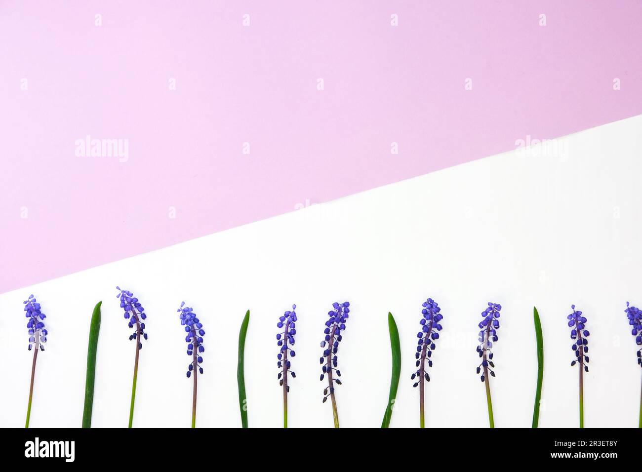 Postkartenlayout. Flach liegend, Draufsicht. Kleiner Strauß blauer Hyazinthen und Platz für Text. Grußkarte für Urlaub. Traube H Stockfoto