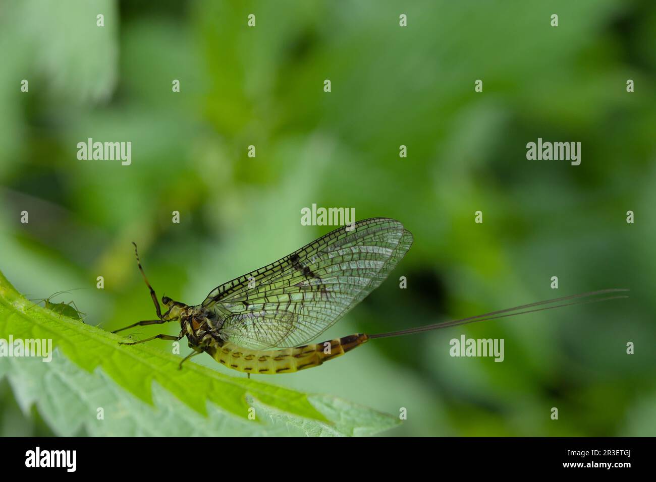 Eine Ichneumon-Wespe greift Pflanzenlausen an. Die parasitäre Wespe fügt Eier in Reben-Fretter ein. Stockfoto