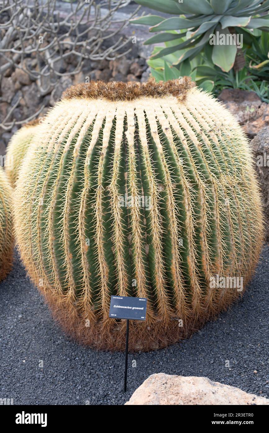 Echinocactus grusonii, gemeinhin als Schwiegermutter-Sitz, goldener Ball, goldenes Fass oder Igelkaktus bezeichnet, gehört zur Familie des Kalottenkarzinoms Stockfoto
