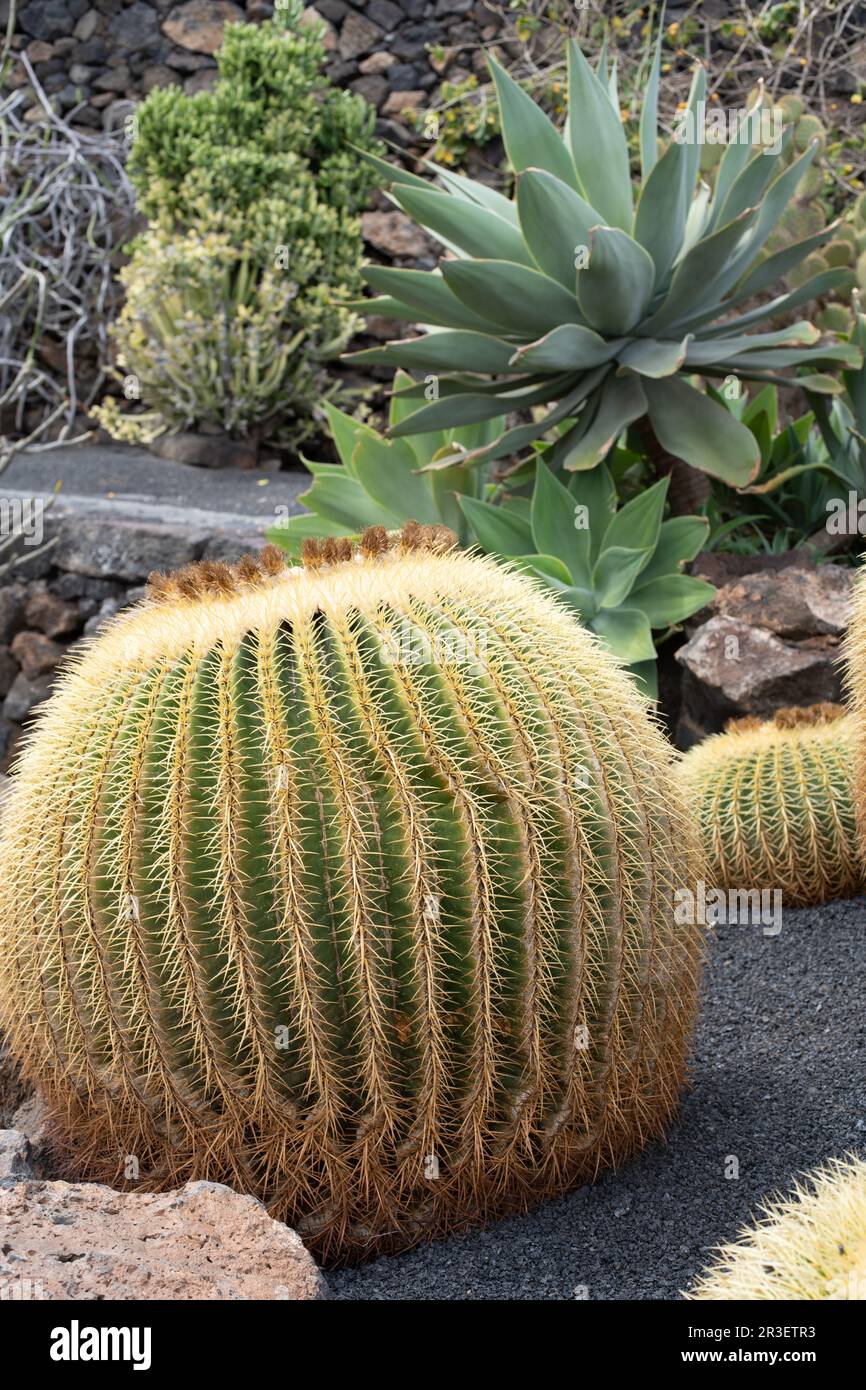 Echinocactus grusonii, gemeinhin als Schwiegermutter-Sitz, goldener Ball, goldenes Fass oder Igelkaktus bezeichnet, gehört zur Familie des Kalottenkarzinoms Stockfoto