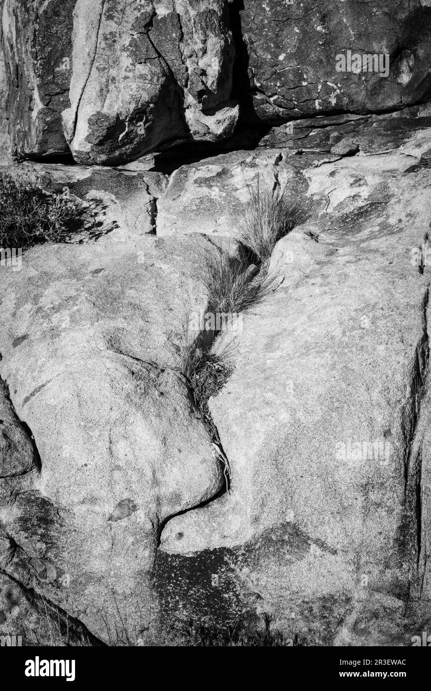 Gras wächst in einem Felsbruch. Joshua Tree National Park, Kalifornien, USA an einem wunderschönen Frühlingstag. Stockfoto