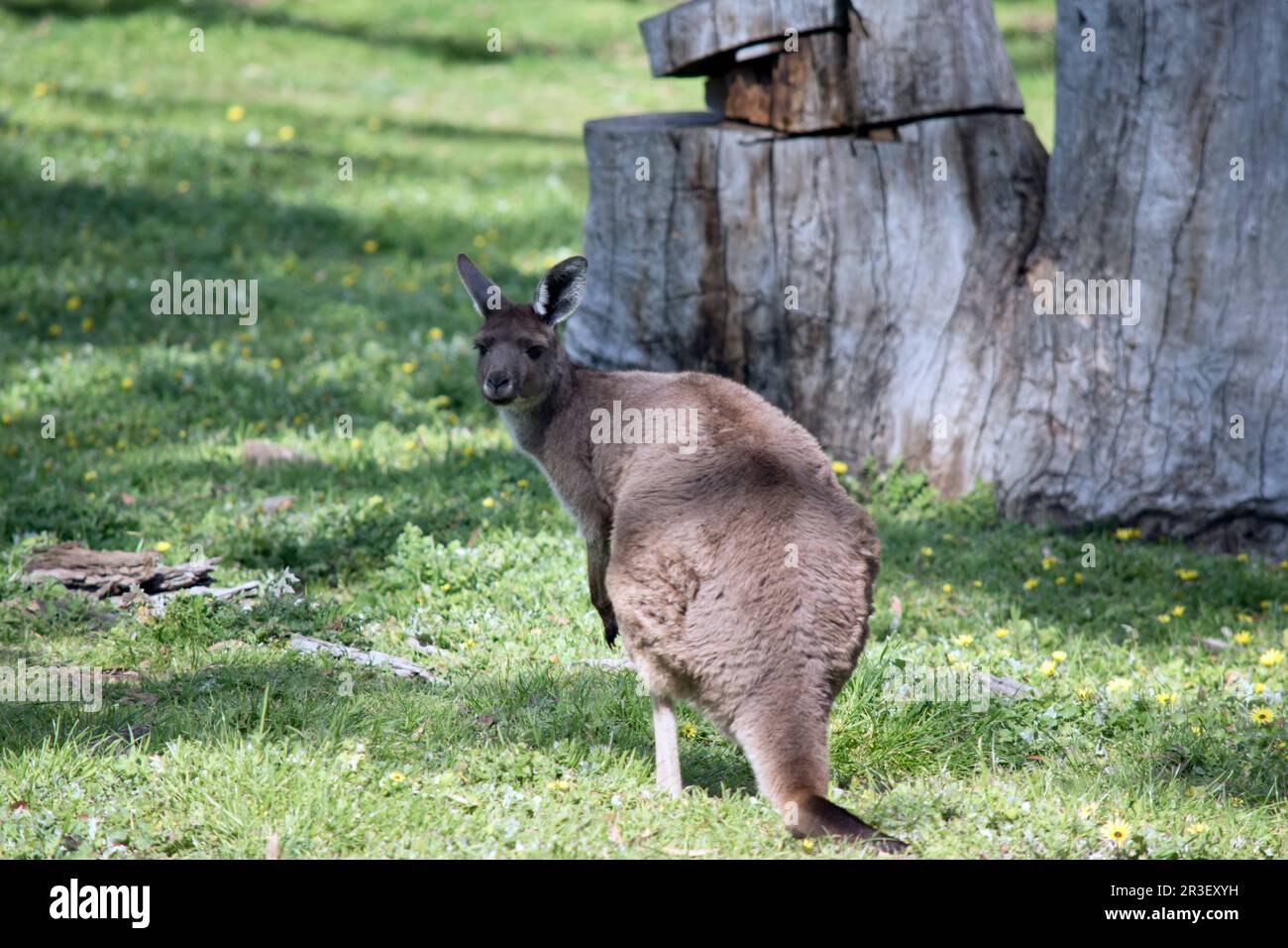 Das westliche graue Känguru ist hauptsächlich braun mit einer grauen Brust Stockfoto