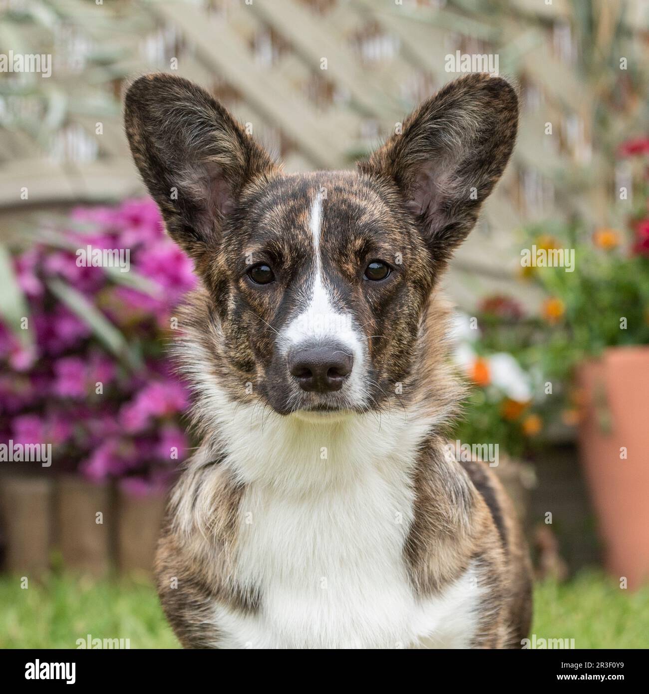 cardigan-Corgi Stockfoto