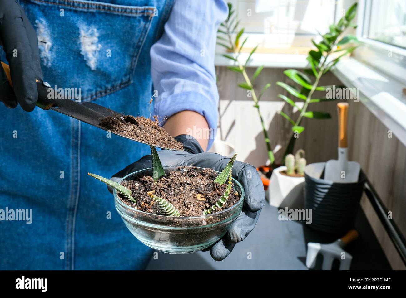 Nahaufnahme eines weiblichen Handtransplantats. Hausgarten-Konzept. Gartengeräte. Gärtnerarbeitsplatz. Erde in einem bucke Stockfoto