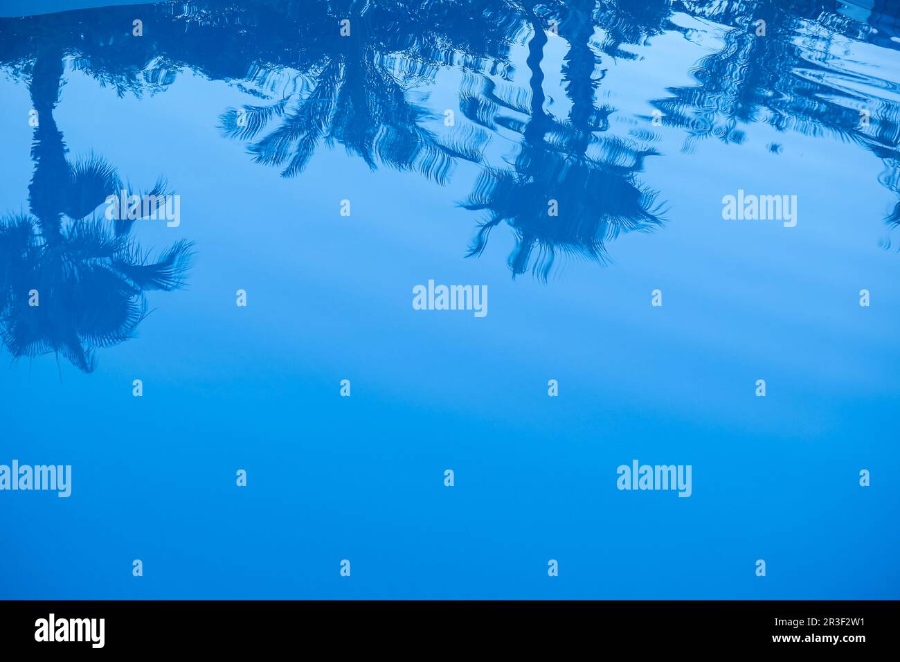 Spiegelung von Palmen im Wasser des Schwimmbeckens. Swimmingpool mit kristallklarem blauem Wasser und Palmenreflexionen im Sommer Stockfoto
