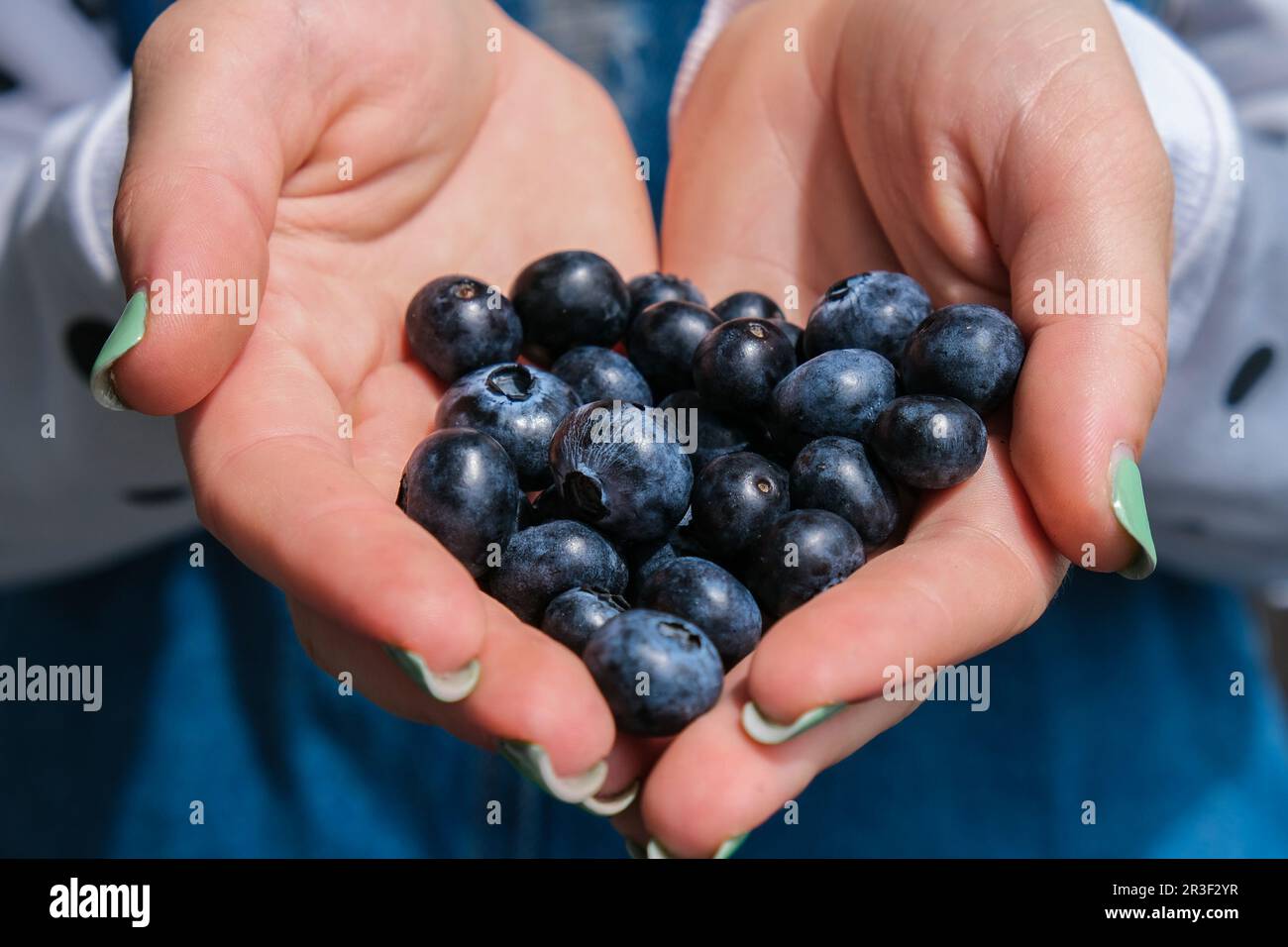 Eine Frau, die eine Schüssel mit frischen Blaubeeren hält. Erntekonzept. Weibliche Hände sammeln Beeren. Das Konzept des Gemüsegartens Stockfoto