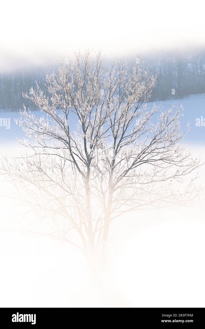 Winternebel mit Baum Stockfoto