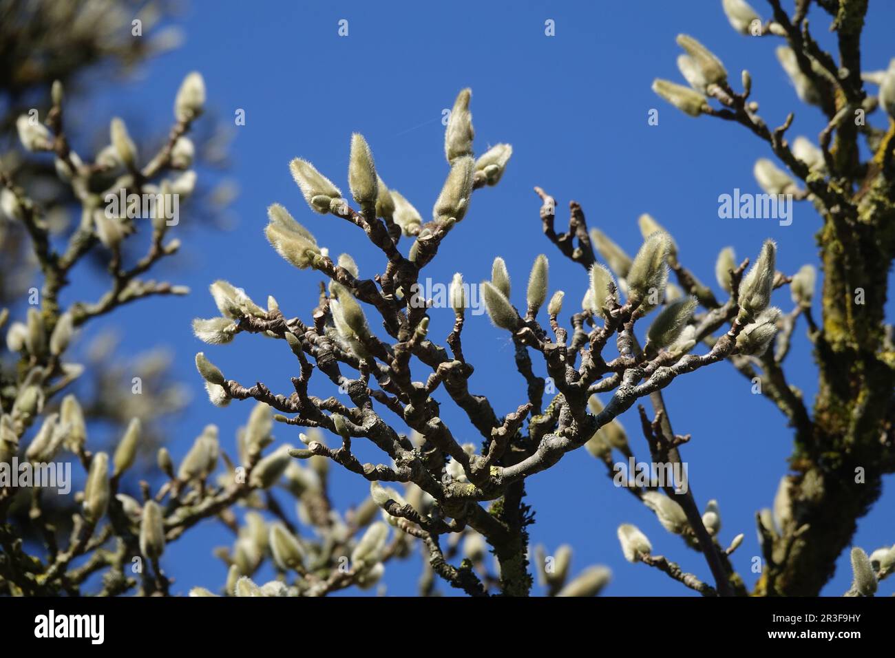 Magnolia x soulangiana, Untertassenmagnolie Stockfoto
