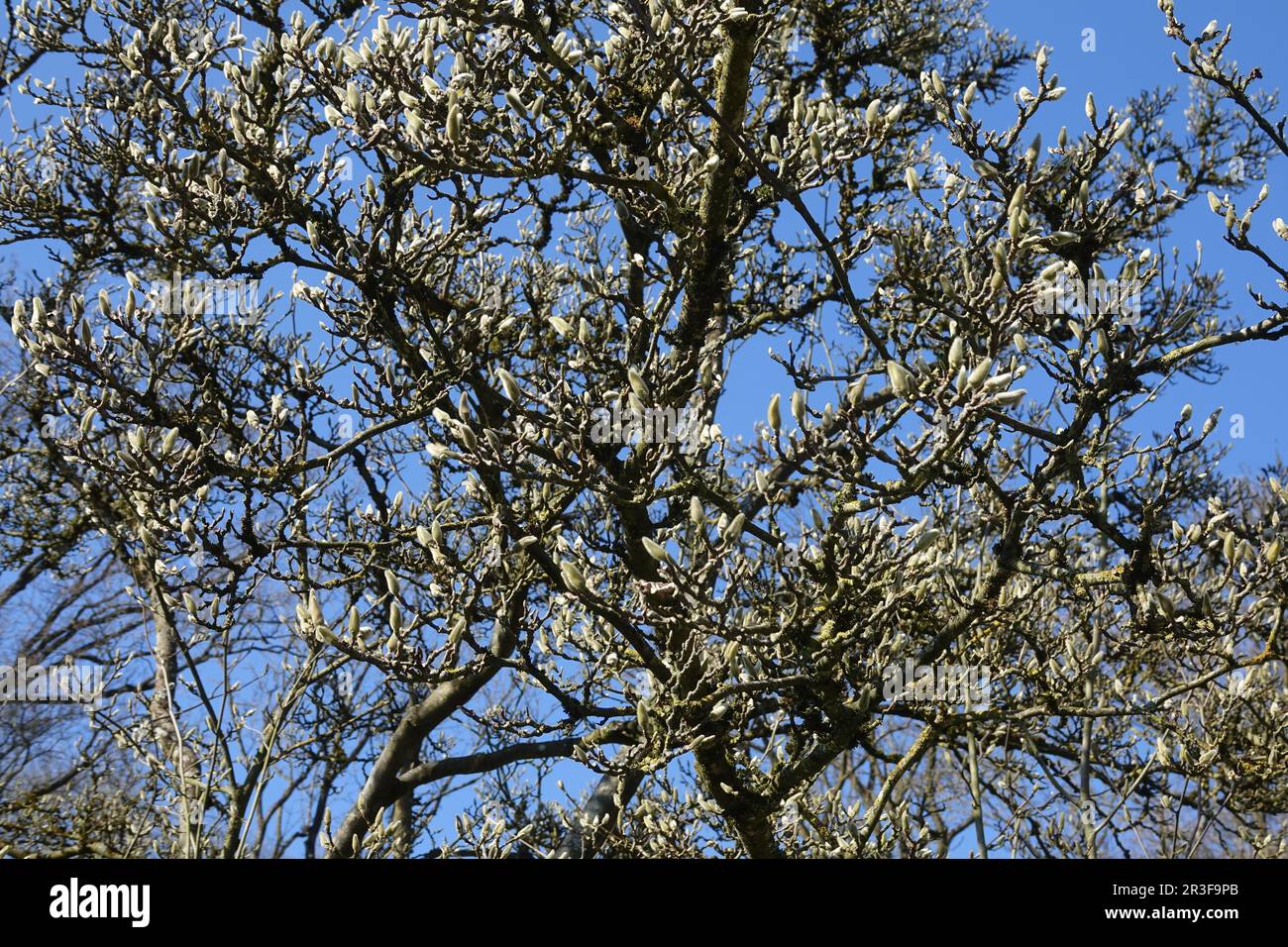 Magnolia x soulangiana, Untertassenmagnolie Stockfoto