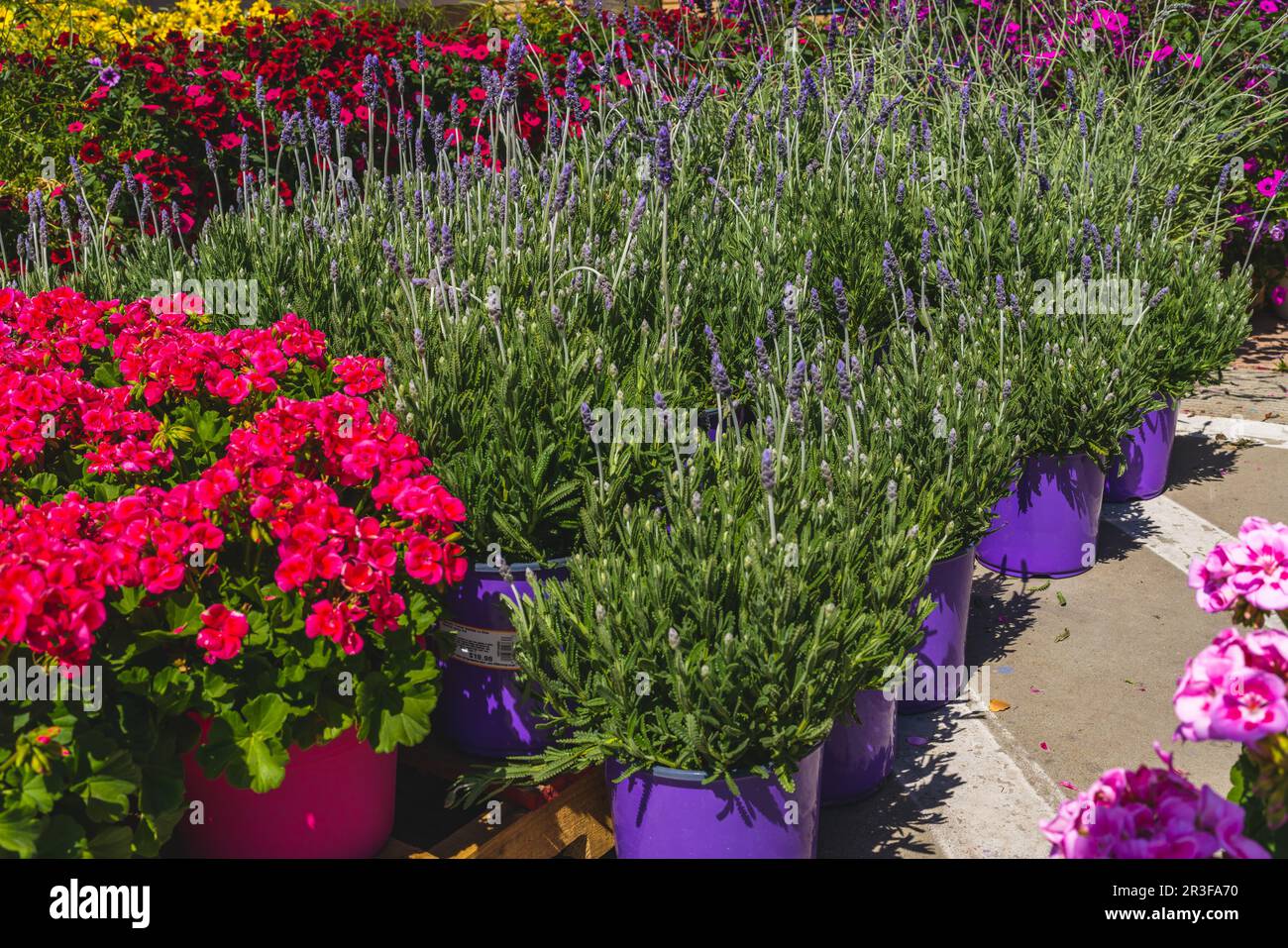 Verschiedene Pflanzen und Blumen, die an sonnigen Tagen im Garten im Freien verkauft werden können Stockfoto
