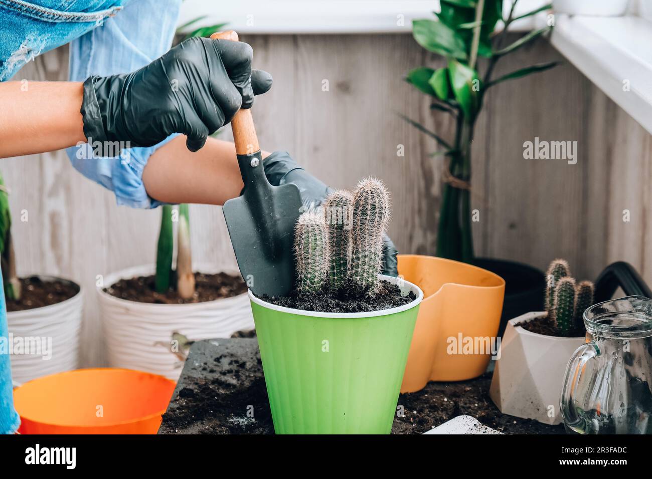 Nahaufnahme eines weiblichen Handtransplantationskaktus. Hausgarten-Konzept. Gartengeräte. Gärtnerarbeitsplatz. Erde in einem Eimer. Stockfoto