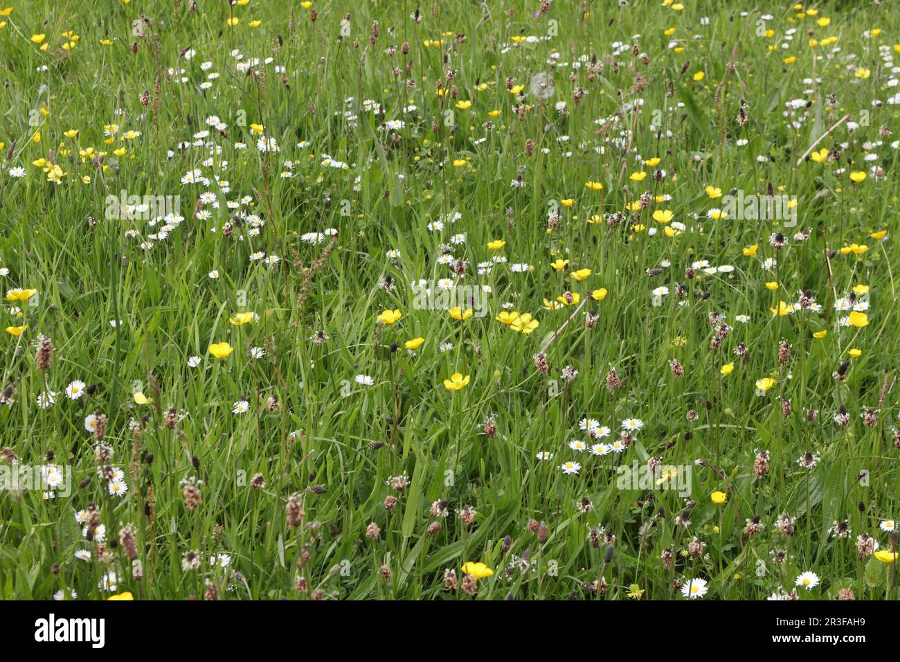 Wildblumen Gänseblümchen wachsen im Gras und erhalten eine natürliche Umgebung und ein Ökosystem Stockfoto