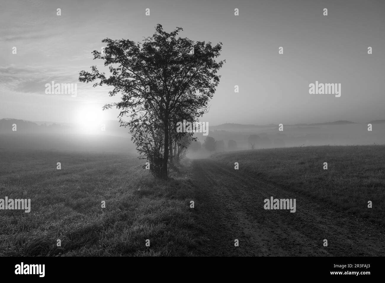 Sonnenaufgang mit Nebel in der sächsischen Schweiz Stockfoto