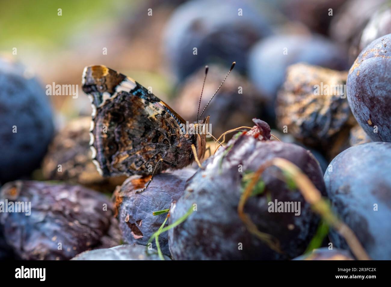 Herbst ist Obstzeit - der Schmetterling feiert Pflaumen Stockfoto