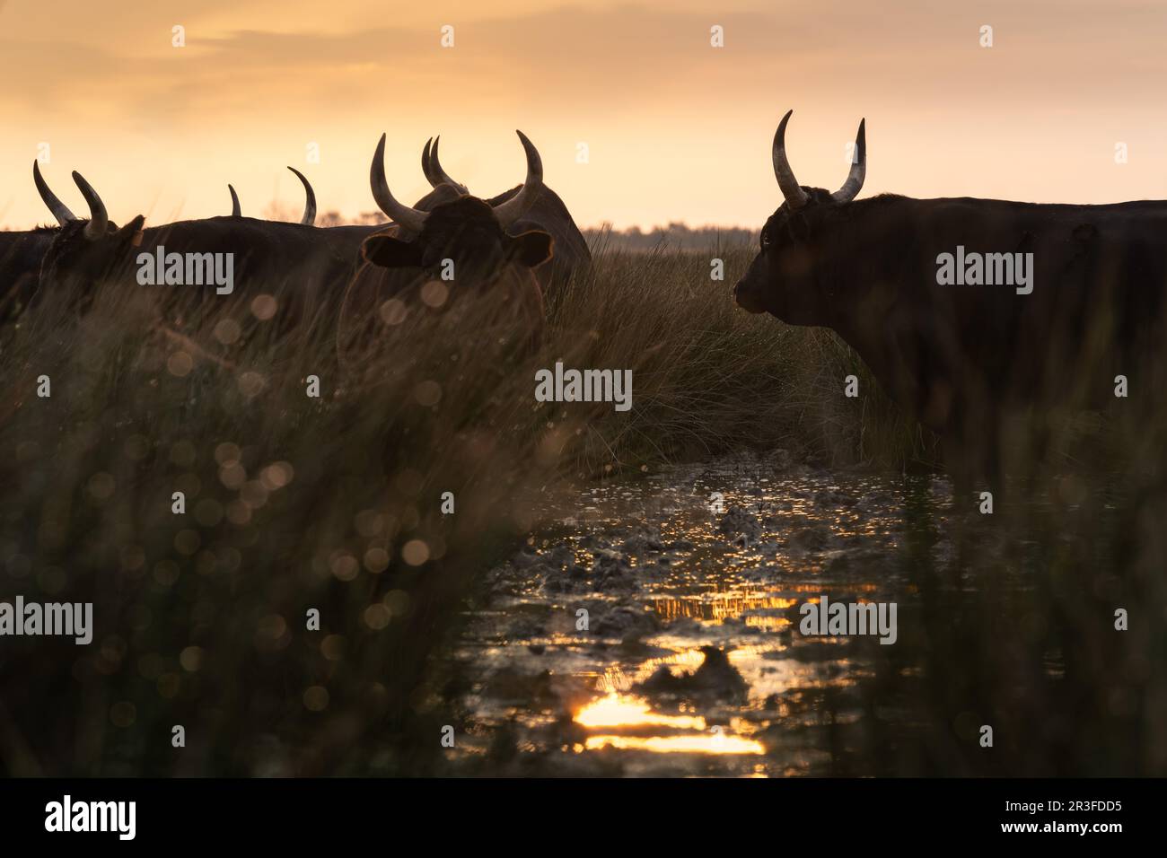 Bullengruppe in der Sonne von Camargue, Frankreich Stockfoto