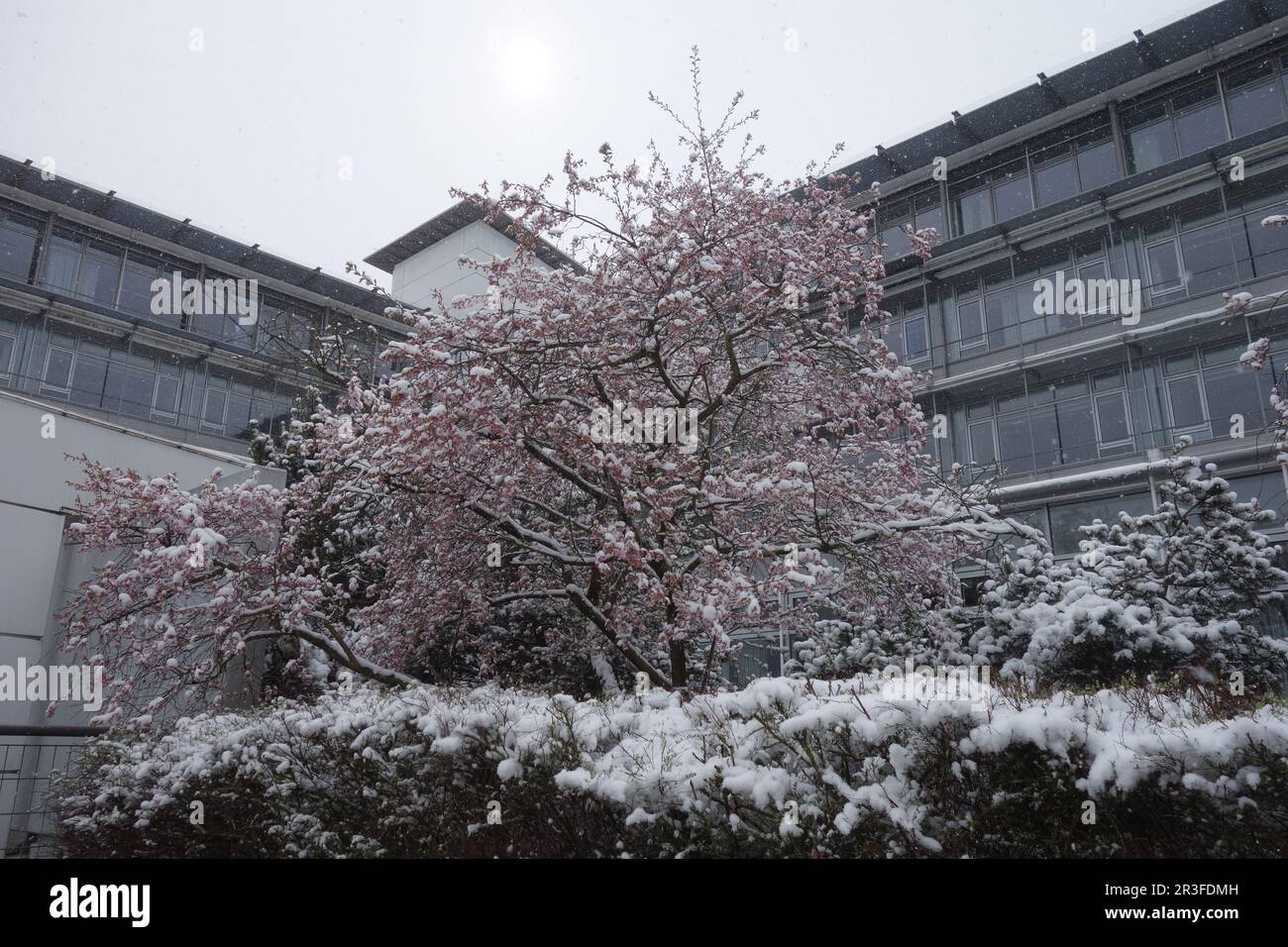 Prunus cerasifera Nigra, Kirschpflaume, mit Schnee Stockfoto