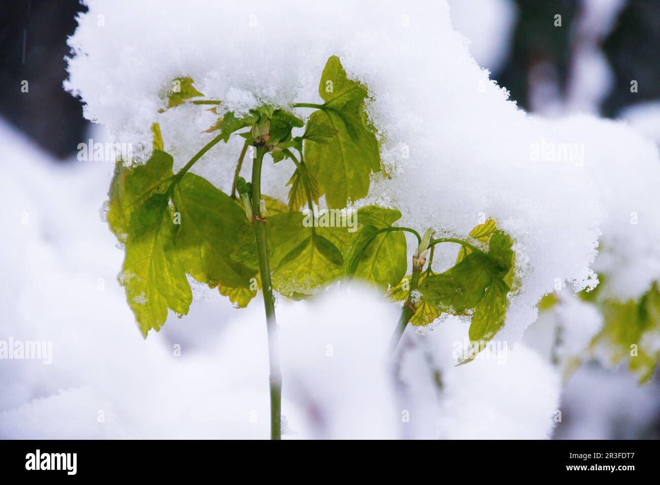 Ahorn im Schnee Stockfoto