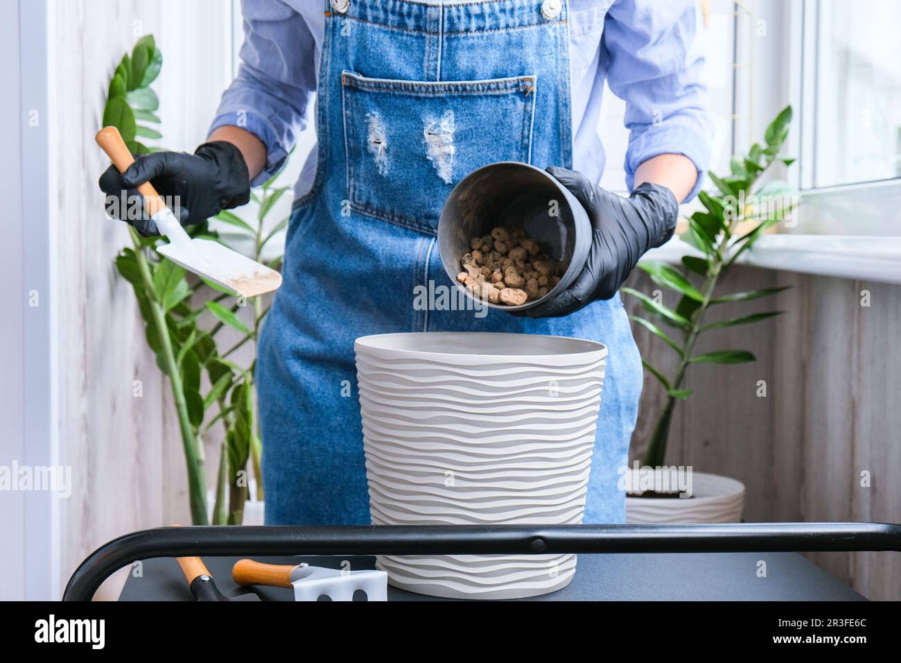 Gärtnerin pflanzt Zimmerpflanzen und benutzt eine Schaufel auf dem Tisch. Zamioculcas-Konzept der Pflanzenpflege und des Heimgartens. Feder p Stockfoto