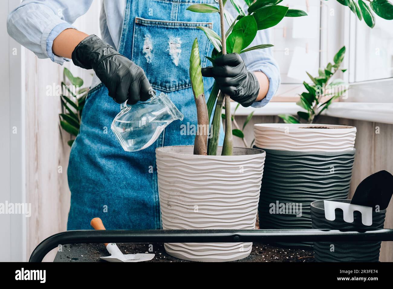 Gärtnerin pflanzt Zimmerpflanzen und benutzt eine Schaufel auf dem Tisch. Zamioculcas-Konzept der Pflanzenpflege und des Heimgartens. Feder p Stockfoto