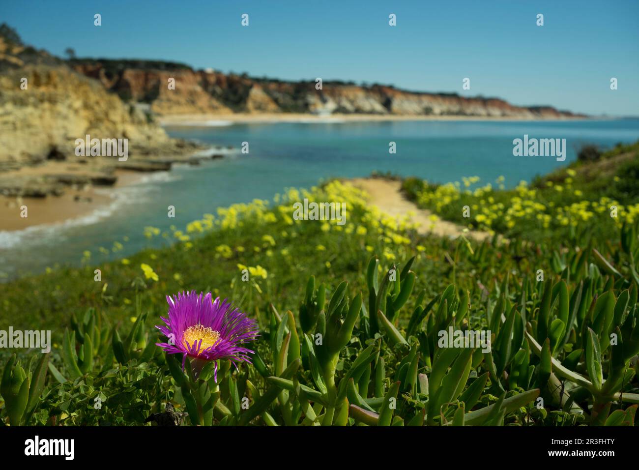 Frühlingszeit in Albufeira Stockfoto