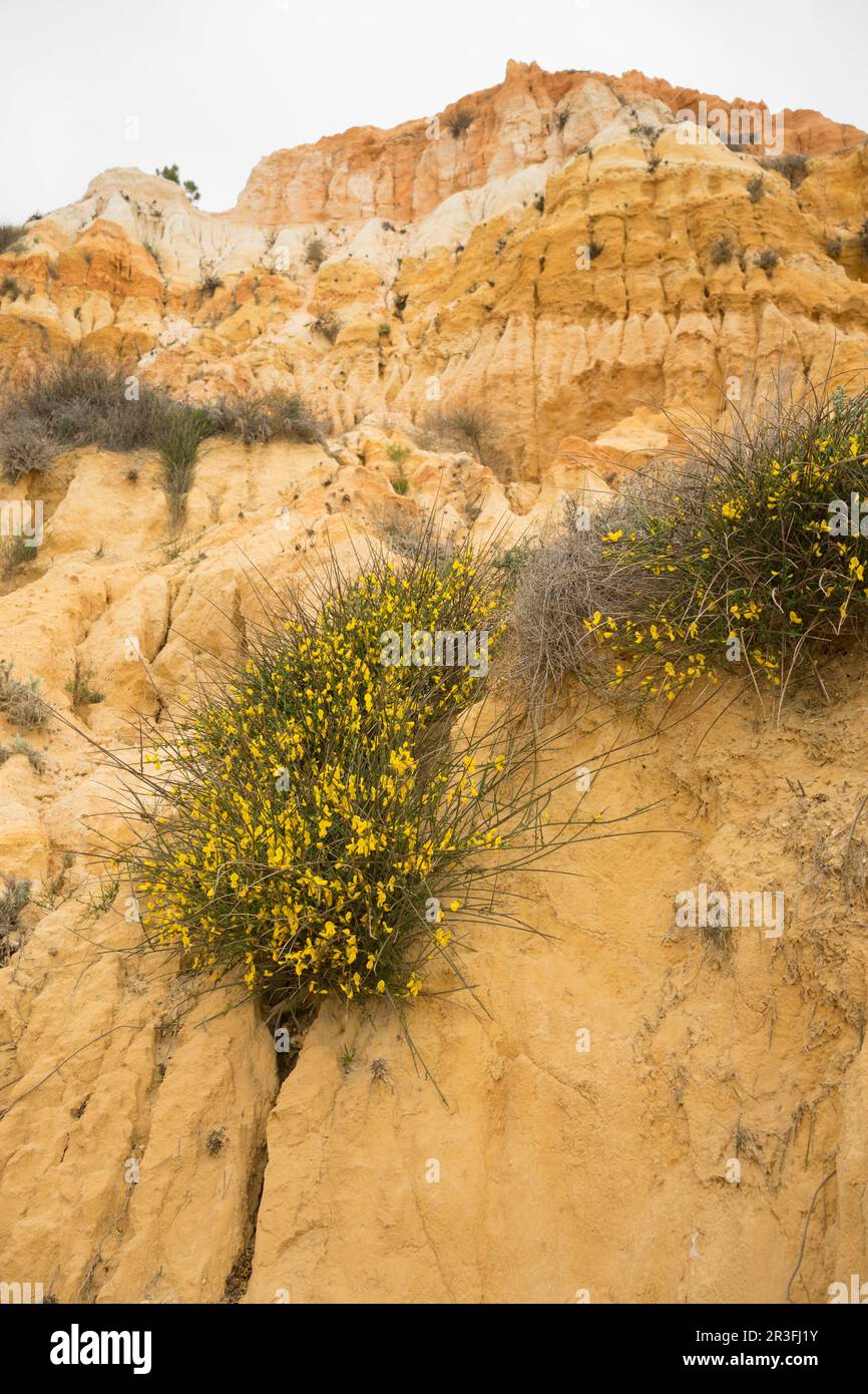 Frühlingszeit in der Nähe von Albufeira Stockfoto