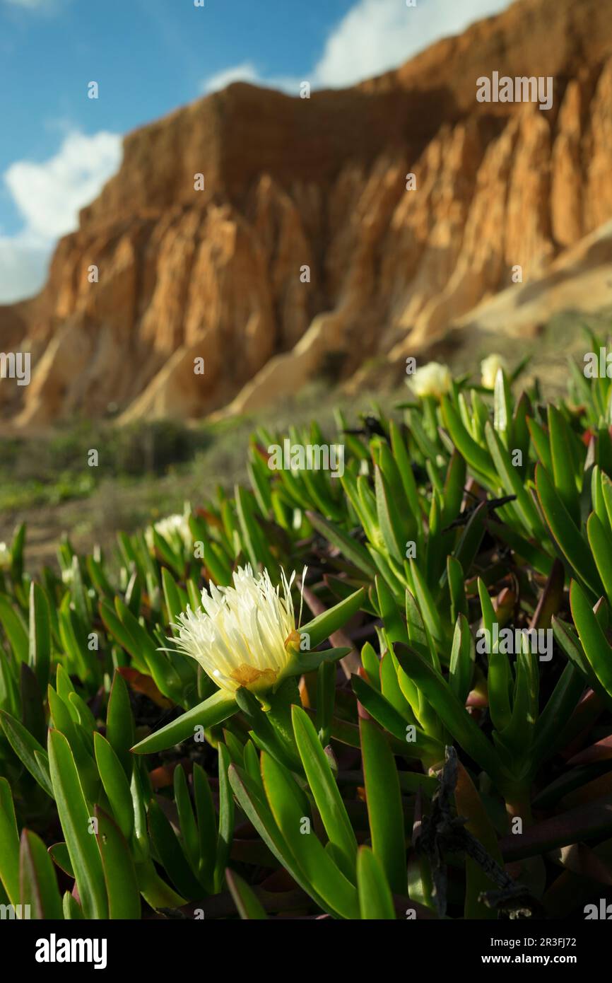 Frühling - Algarve in der Nähe von Albufeira Stockfoto