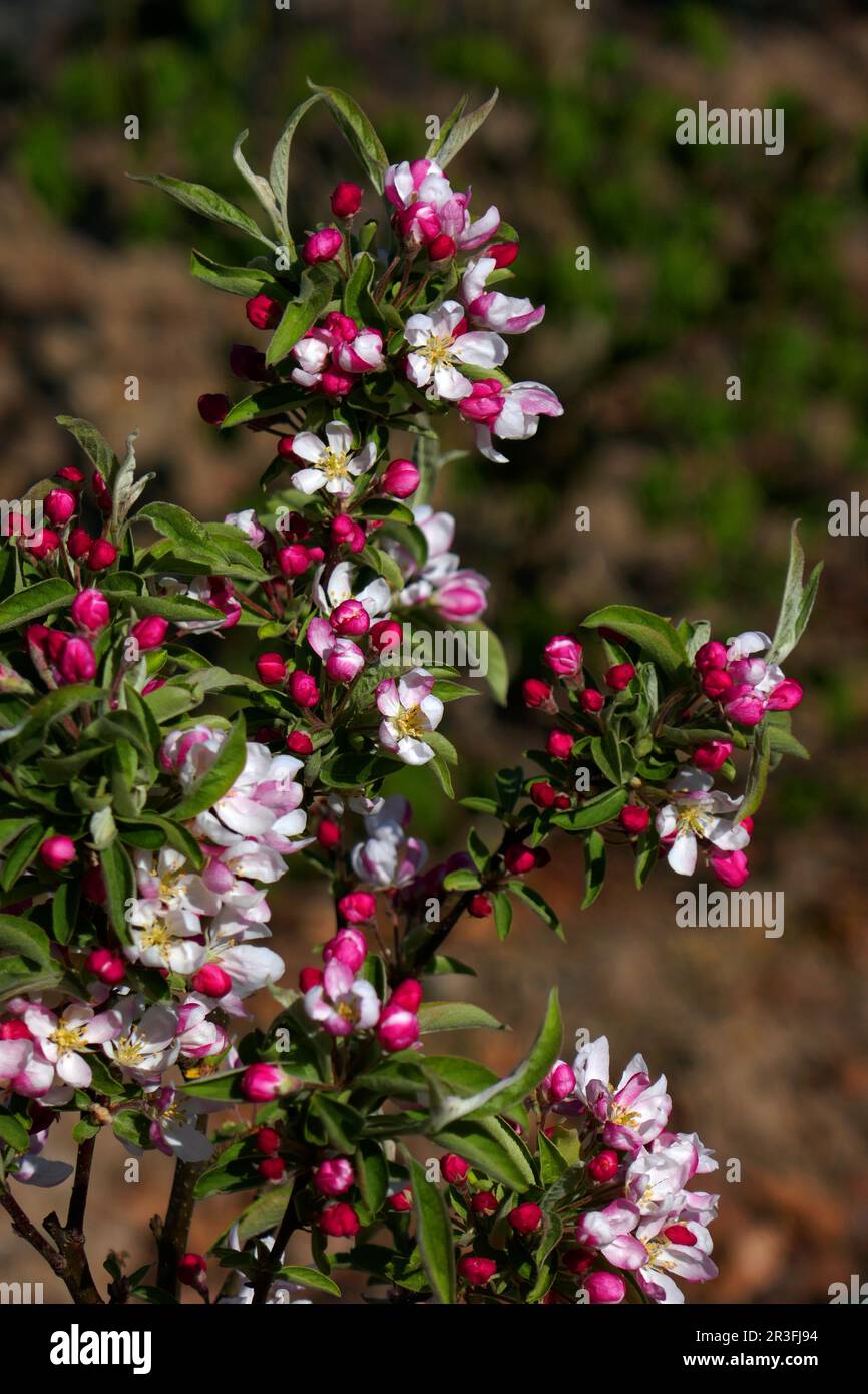 Apfelblüten Stockfoto