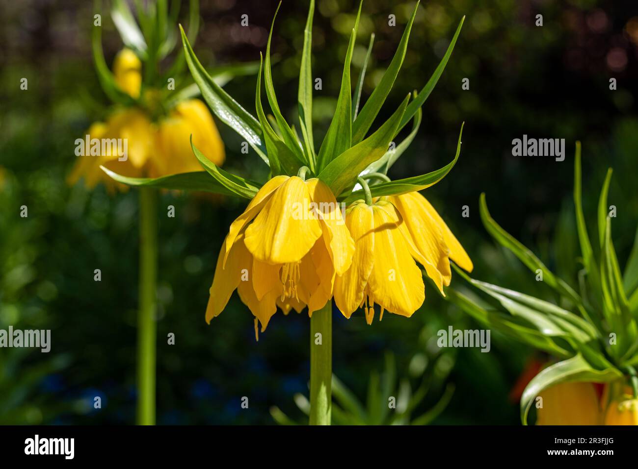 Frühling im Stadtpark Planten un Blomen in Hamburg Stockfoto