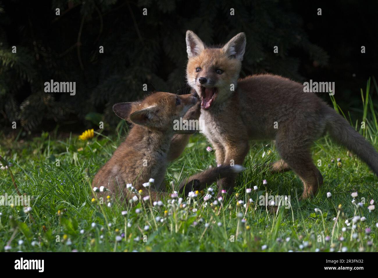 Rotfuchs, Wahnbach-Damm, NRW, Rhein-Sieg Stockfoto