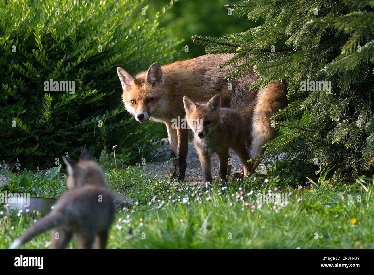 Rotfuchs, Wahnbach-Damm, NRW, Rhein-Sieg Stockfoto