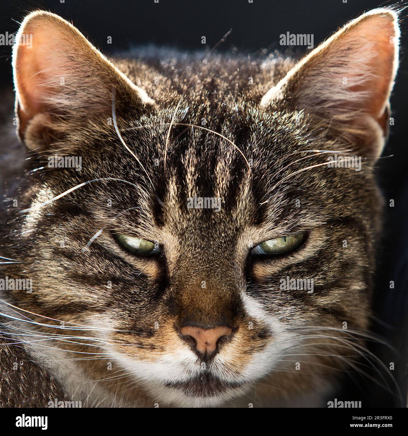 Hauskatze (Felis catus), männlich, Porträt Stockfoto