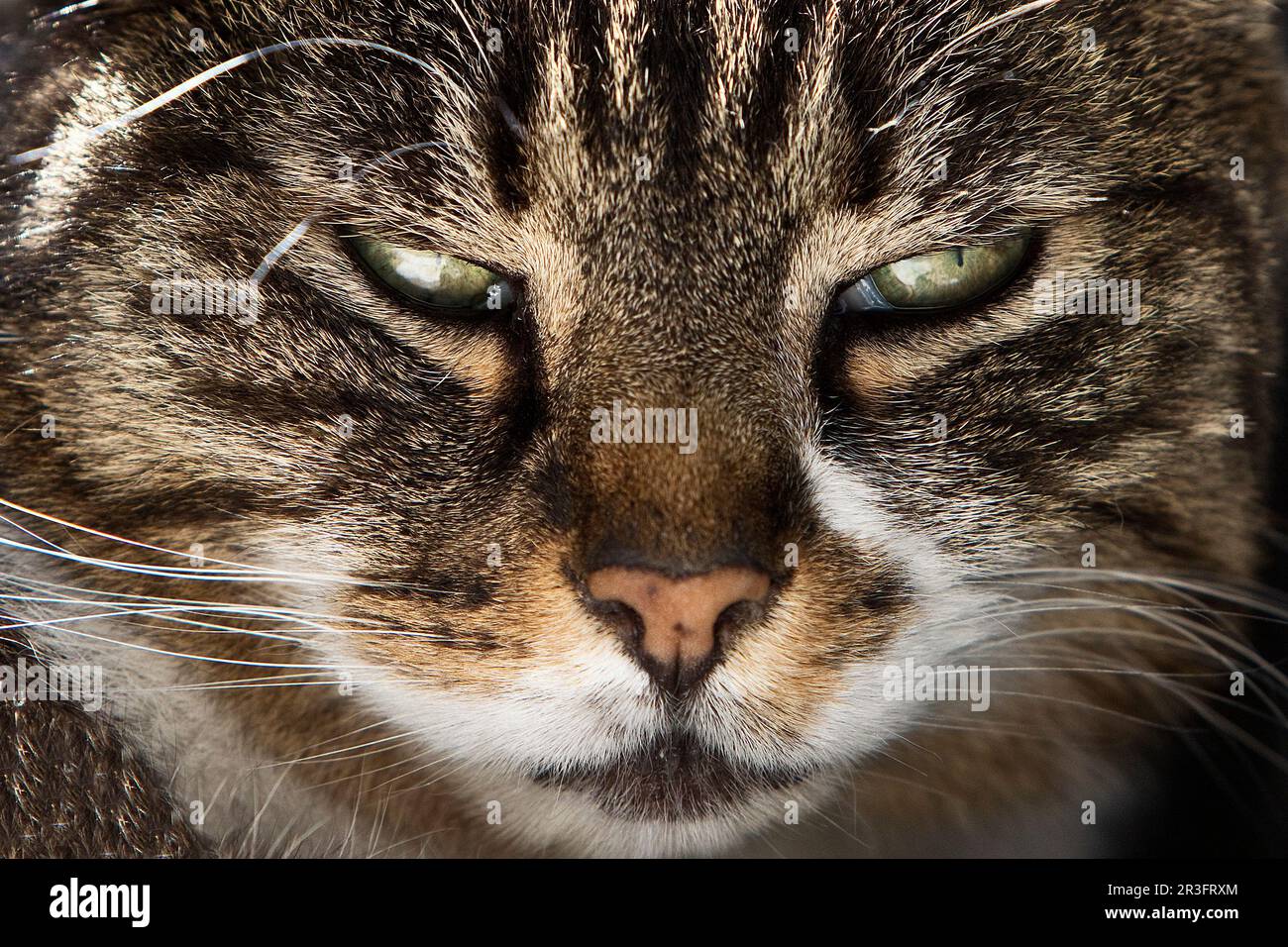 Hauskatze (Felis catus), männlich, Porträt Stockfoto